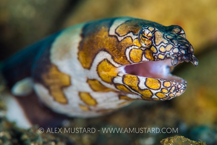 Napoleon Eel Portrait. Indonesia