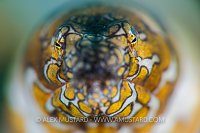 Napoleon Eel Portrait. Indonesia