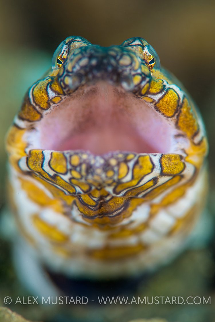 Napoleon Eel Portrait. Indonesia