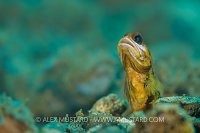 Golden Jawfish. Indonesia