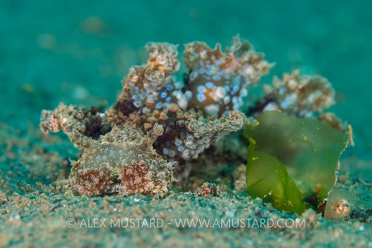 Hooded Nudi. Indonesia