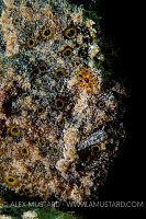 Painted Frogfish Portrait. Indonesia