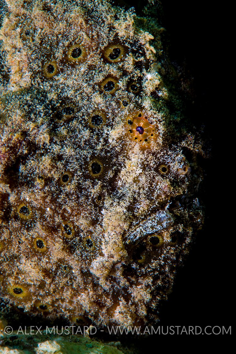 Painted Frogfish Portrait. Indonesia