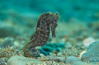 Seahorse In Shallows. Indonesia