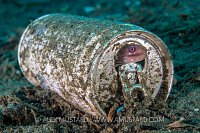 Canned Moray. Indonesia
