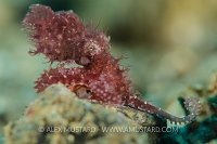 Hairy Octopus. Indonesia