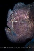 Giant Frogfish. Indonesia