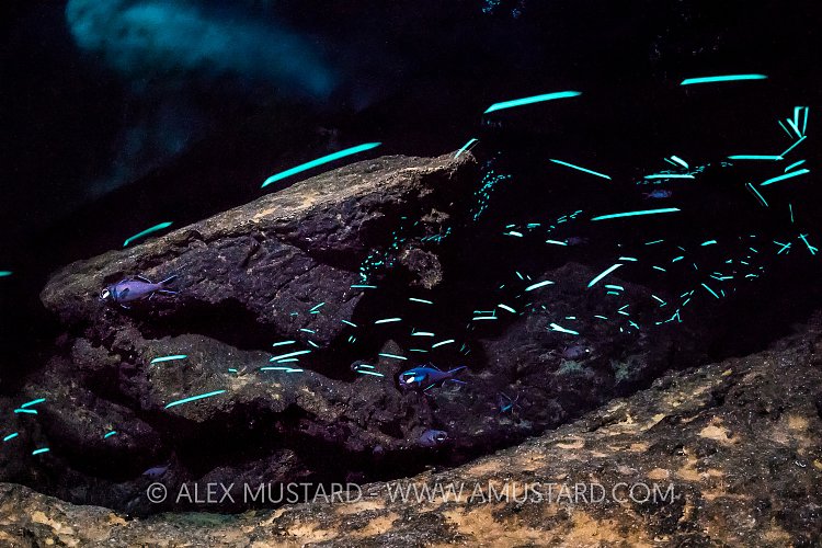 Bioluminscent Fish. Indonesia