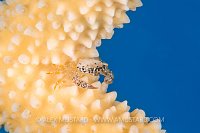Crab In Coral. Cayman Islands