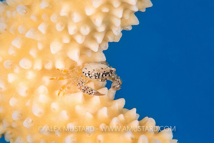Crab In Coral. Cayman Islands