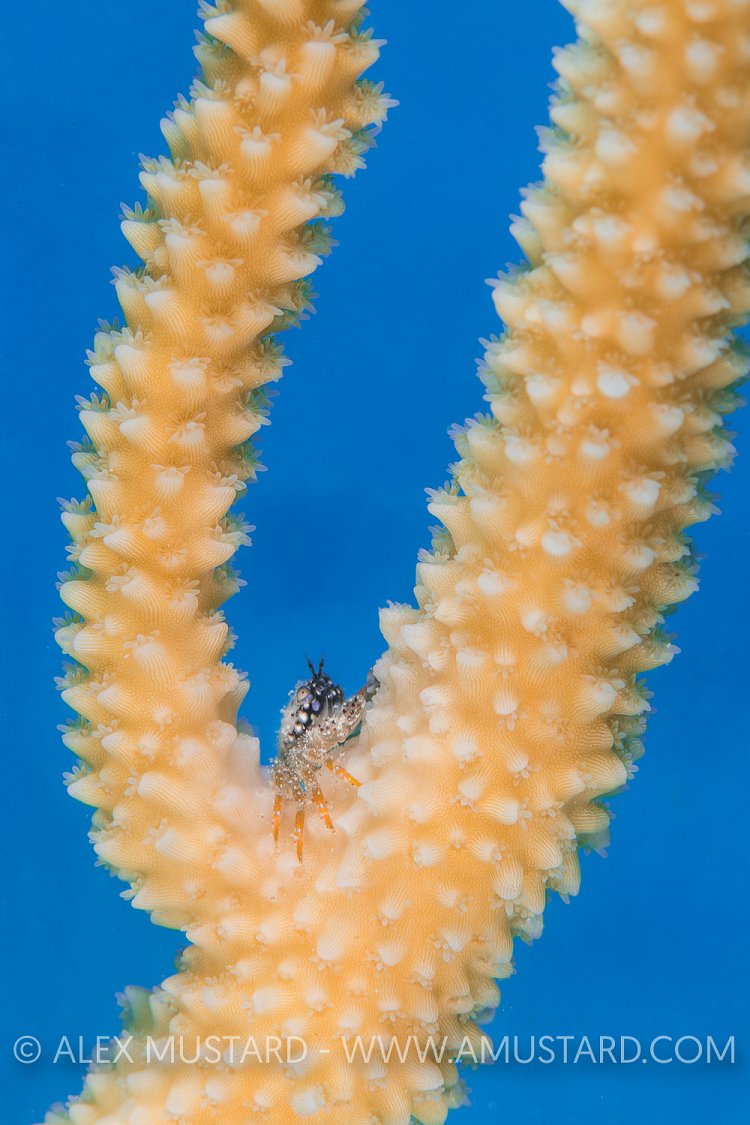 Crab In Coral. Cayman Islands