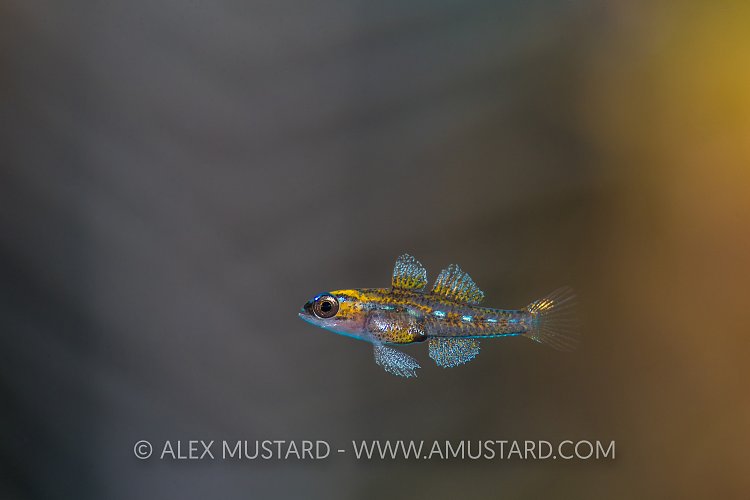 Goby On Reef. Cuba