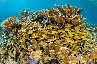 Grunts In Elkhorn Coral. Cuba
