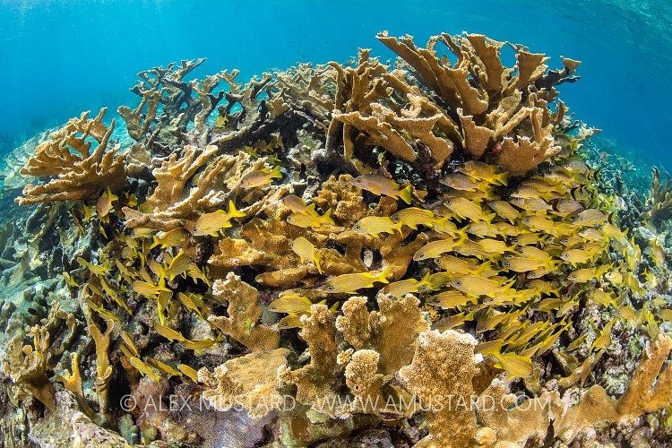 Grunts In Elkhorn Coral. Cuba