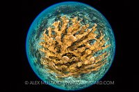 Elkhorn Coral. Cuba