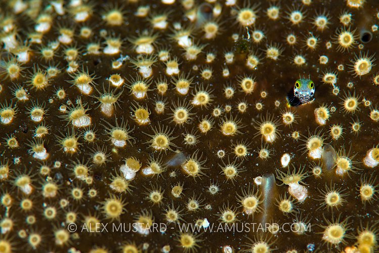 Blenny In Sponge. Cuba