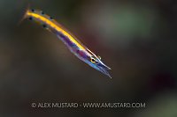 Arrow Blenny. Cuba