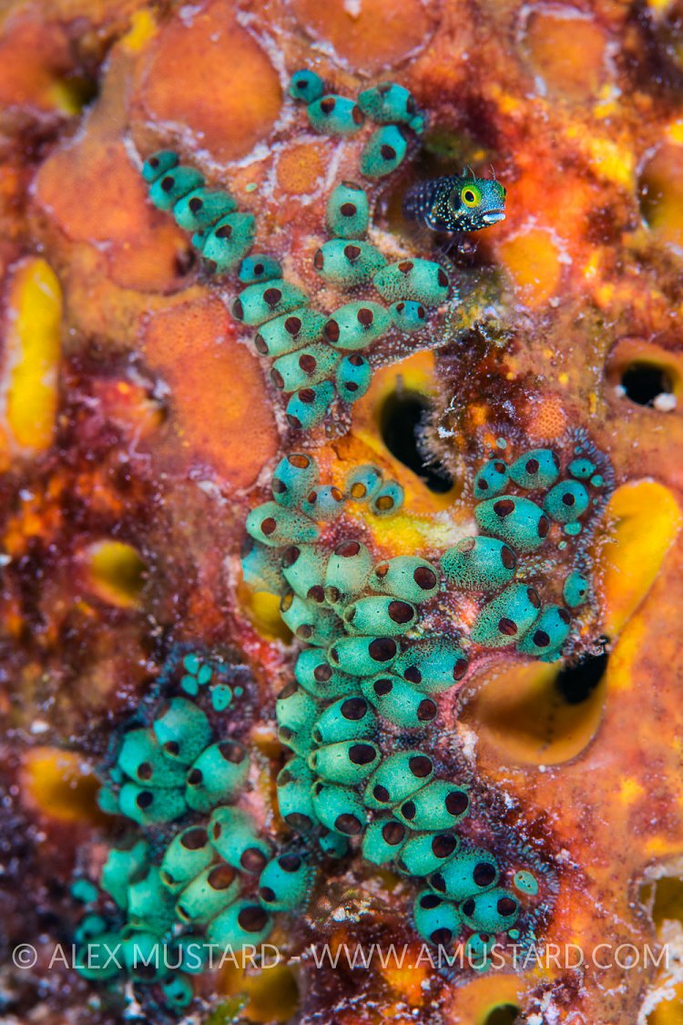 Spinyhead Blenny In A Sponge. Cuba
