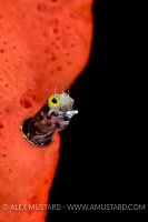 Spinyhead Blenny. Cuba