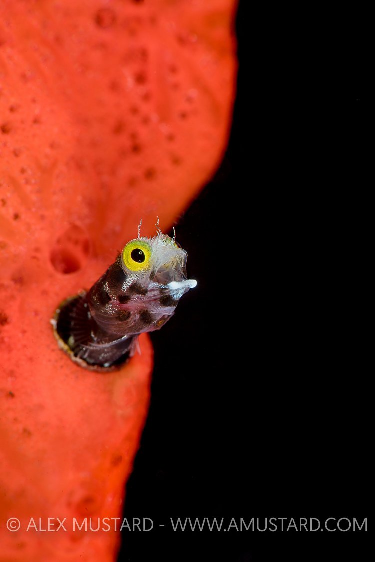 Spinyhead Blenny. Cuba