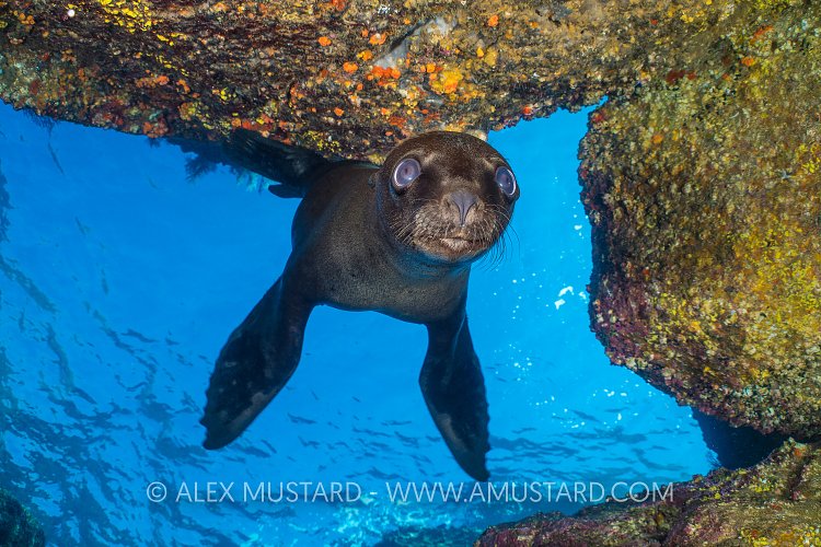 Sealion Portrait. Mexico