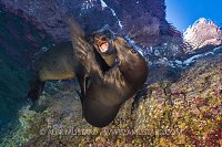 Playful Sealion Pups. Mexico