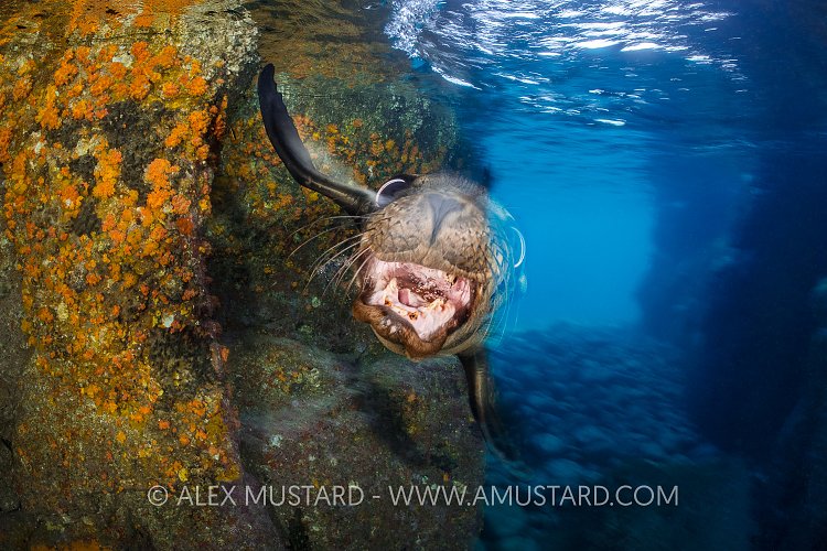 Sealion Pup Playing. Mexico