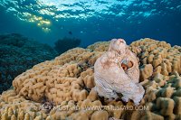 Reef Octopus On Reef. Egypt