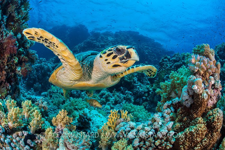 Hawksbill Over Reef. Egypt