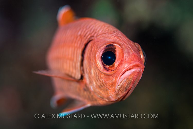 Soldierfish Portrait. Egypt