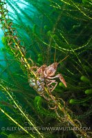 Freshwater Crayfish. UK