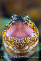Snake Eel Portrait. Indonesia