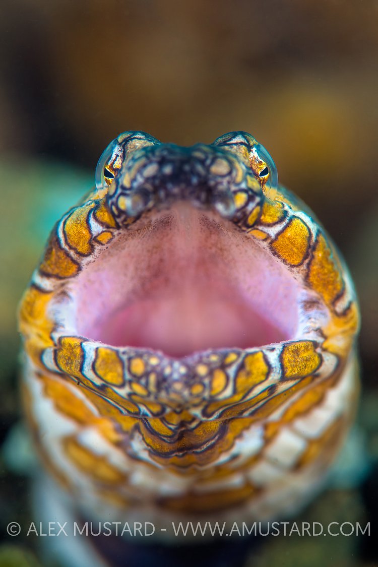 Snake Eel Portrait. Indonesia