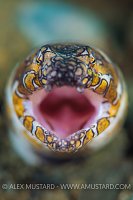 Snake Eel Portrait. Indonesia