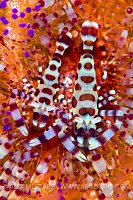 Coleman shrimp Pair. Indonesia