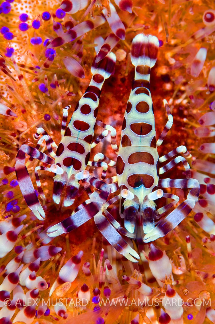 Coleman shrimp Pair. Indonesia