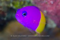 Royal Dottyback, Indonesia