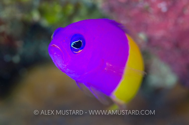Royal Dottyback, Indonesia