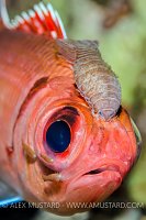Parasites On Soldierfish. Cayman Islands.