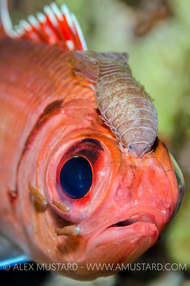 Parasites On Soldierfish. Cayman Islands.