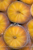 Sheltering Crab. Cayman Islands.