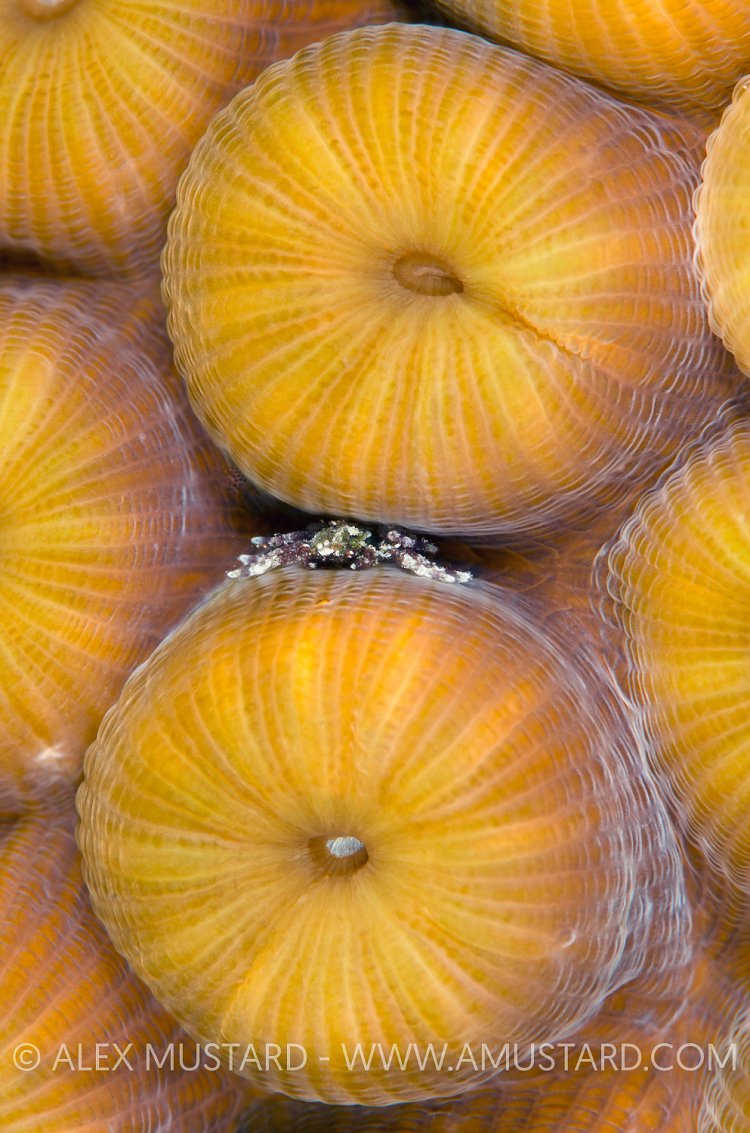 Sheltering Crab. Cayman Islands.