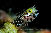 Spinyhead Blenny Pose. Cayman Islands