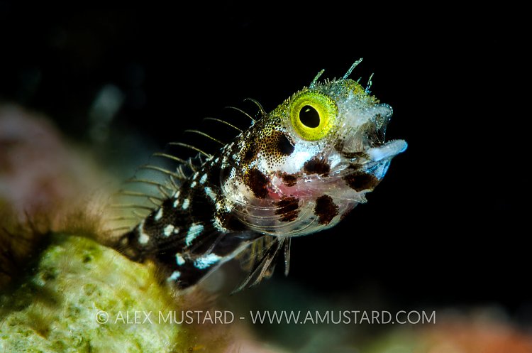 Spinyhead Blenny Pose. Cayman Islands
