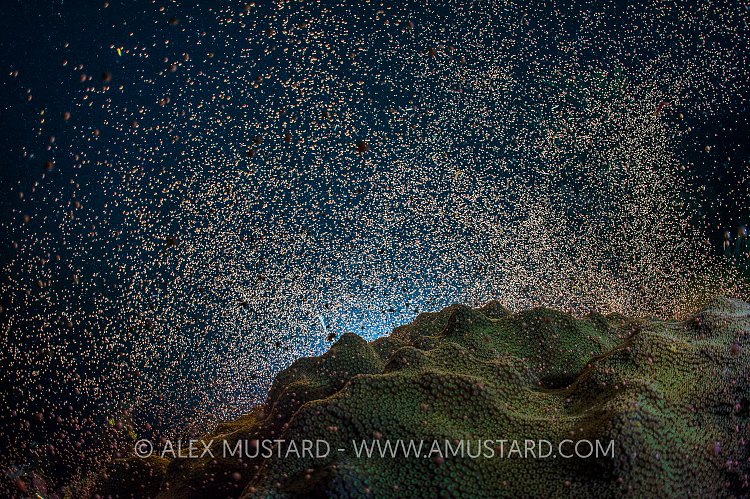 Star Coral Spawning. Cayman Islands