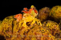 Decorator Crab At Night. Cayman Islands