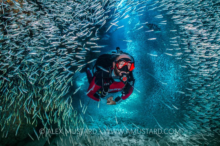 Diver In Silversides. Cayman Islands.