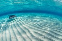 Stingray Over Sand. Cayman Islands