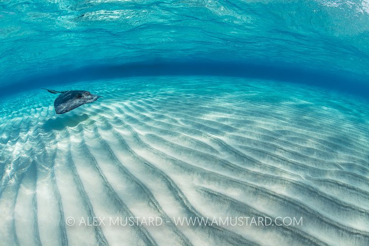 Stingray Over Sand. Cayman Islands