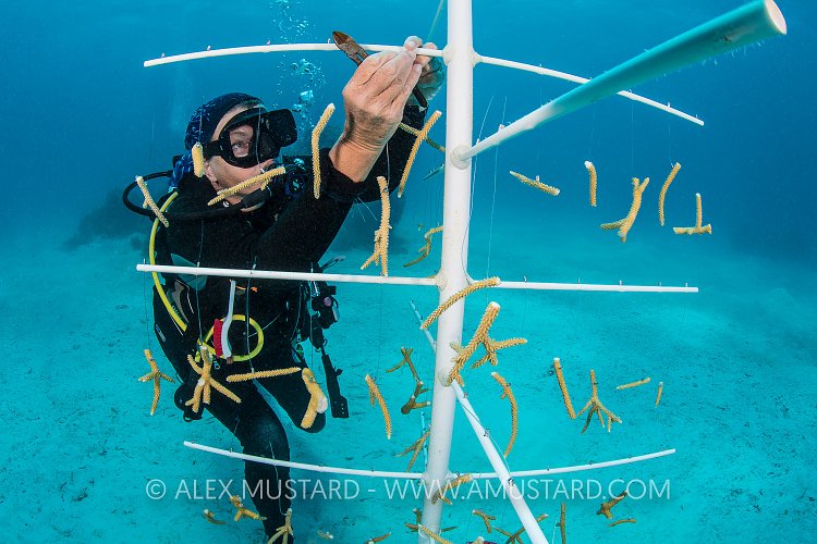 Coral Propagation. Cayman Islands